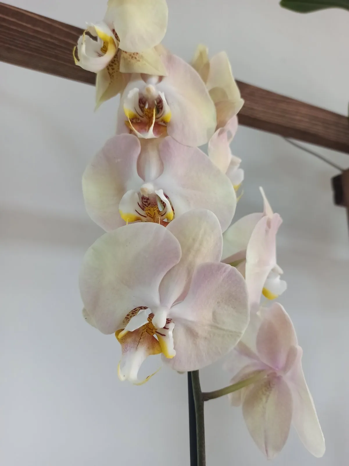 Phalaenopsis PH 337 Elegant Karin Aloha - Орхидеи