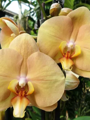 Irene's orchids - Phal. Karina🌼 Основное цветение... | Facebook