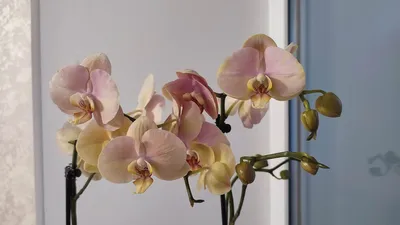 Восхитительные черные орхидеи, …» — создано в Шедевруме