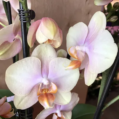 Орхидею фаленопсис Karina продам.: 4 000 тг. - Комнатные растения Алматы на  Olx