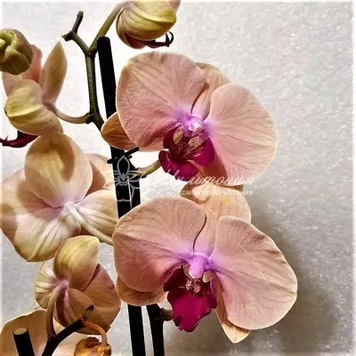 Орхидея карин алоха - 71 фото