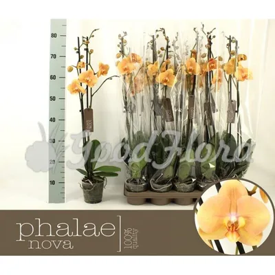 Цветущая Орхидея Фаленопсис Карина (Леди Мармелад) – отзывы покупателей |  ROZETKA