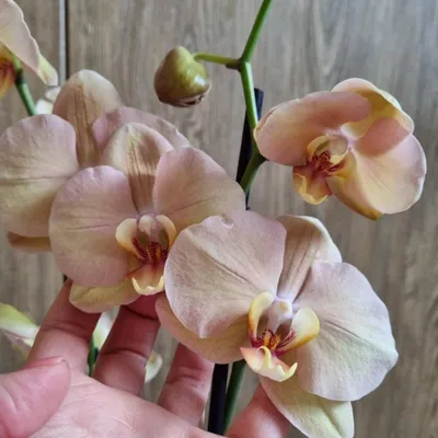 Орхидея Фаленопсис Карина купить в Москве