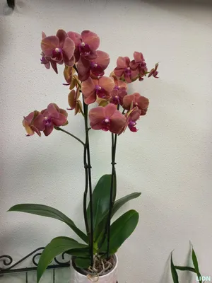 Орхидея фаленопсис сиреневая, 2 цветоноса (лат. Orchidaceae Phalaenopsis),  d 12 | Flowers Valley