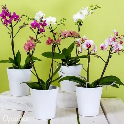 Орхидея Phalaenopsis Calm Storm (отцвел)