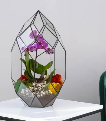 Орхидея Фаленопсис в ассортименте 🌺 купить в Киеве с доставкой - цена от  Камелия