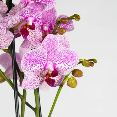 Орхидея фаленопсис розовая, 2 цветоноса (лат. Orchidaceae Phalaenopsis), d  12 | Flowers Valley