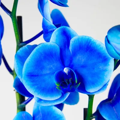 Орхидея Фаленопсис Кембридж 3 ствола (Phalaenopsis Cambridge)