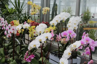 Орхидея в горшке - купить в Москве | Flowerna
