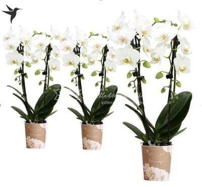 Орхидея каскад фото фотографии