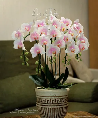 Орхидея каскадная фото фотографии