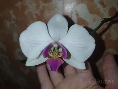 Орхидея кембридж фото фотографии