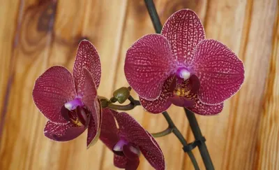 Орхидея Phalaenopsis Kimono peloric (отцвел)