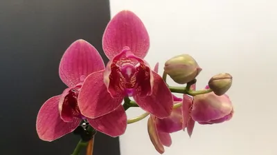 ОРХІДЕЇ КИЇВ ( Sky Orchids ) on Instagram: \"Кимоно Цена:135 Заказать можно  Новой Почтой или курьером по Киеву #орхидея #орхидеякиев #орхидеякупить ⠀ # орхидея ⠀⠀ #орхидеи ⠀⠀ #фаленопсис ⠀⠀ #phalenopsis ⠀⠀  #орхидеилюбимыецветы⠀⠀ #orchid