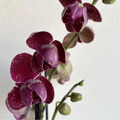 Kimono бабочка phalaenopsis orchid | Orchids, Phalaenopsis orchid, Flowers