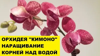 Купить орхидеи как живые: Орхидея \"Кимоно\" силикон (Лилово белая)