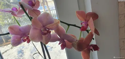 Купить Орхидею силикон КИМОНО 97 см. (Тигровая) My-Florist.ru