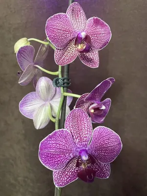 Phalaenopsis Kimono бабочка.