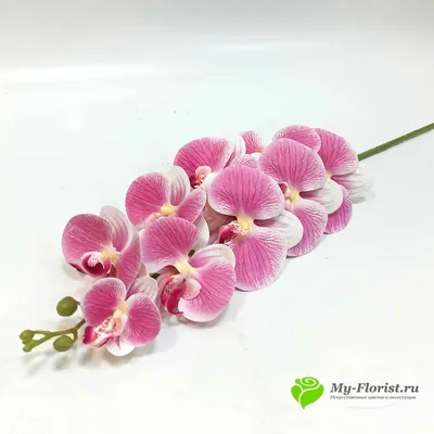 https://www.olx.ua/d/obyavlenie/orhideya-falenopsis-kimono-IDUdeqH.html