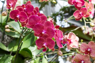 Phal. Kimono peloric | Орхидеи, Орхидея, Цветы