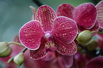 Phalaenopsis Kimono бабочка.