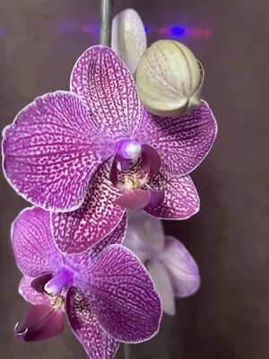https://www.olx.ua/d/obyavlenie/orhideya-falenopsis-kimono-IDUdeqH.html
