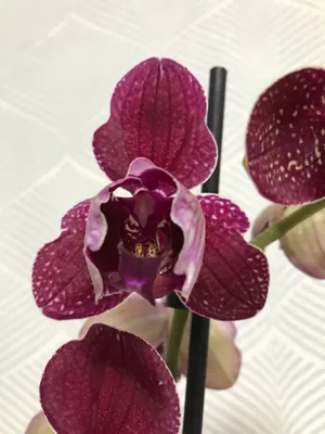 Орхидея Phalaenopsis Pirate Picotee
