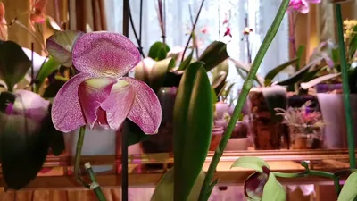 Kimono Пелорик phalaenopsis orchid