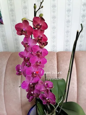 Орхидея Phalaenopsis Kimono peloric