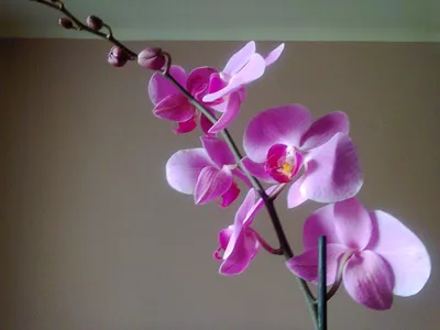 Купить Орхидею силикон КИМОНО (Лиловая пестрая) в магазине My-Florist.ru