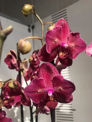 Phalaenopsis Kimono бабочка.