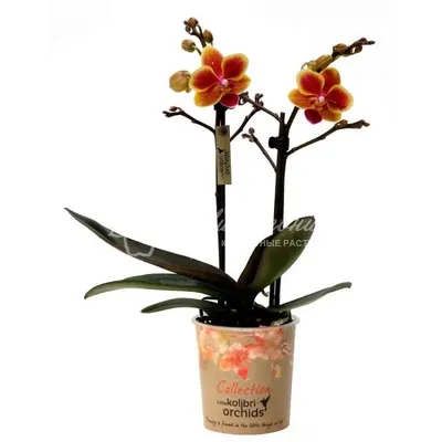 Орхидея колибри фото