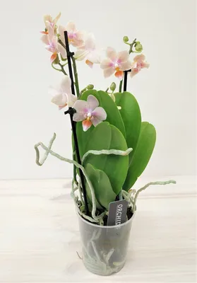 Орхидея Фаленопсис Колибри Желто-Розовая 2 ствола (Phalaenopsis Kolibri)
