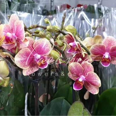 Купить Фаленопсис (орхидея) мультифлора 9*30 2 ствола Little Kolibri Soedan  (Оk-plant) оптом | Paeonia