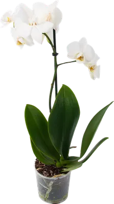 Орхидея Фаленопсис Колибри ø9 h35 см по цене 638 ₽/шт. купить в Москве в  интернет-магазине Леруа Мерлен