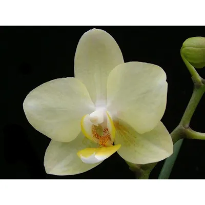 Орхидея Phal. Little Kolibri Panama - купить, доставка Украина