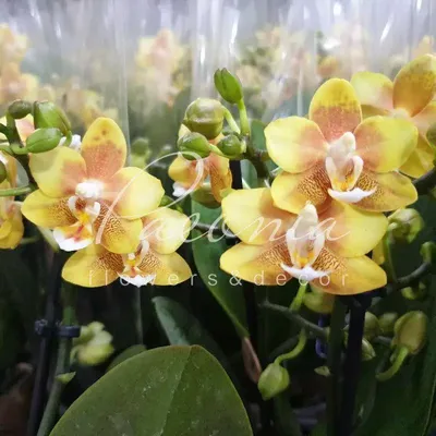 Купить Фаленопсис (орхидея) мультифлора 9*35 1 ствол Little Kolibri  Fragrance Yellow (Оk-plant) оптом | Paeonia