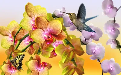 Желтая Орхидея Сиреневые Орхидеи - Бесплатное фото на Pixabay - Pixabay