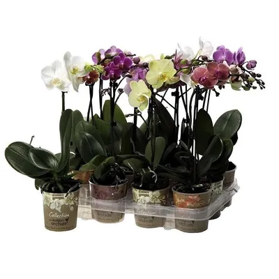 Фаленопсис микс (12/60) орхидея