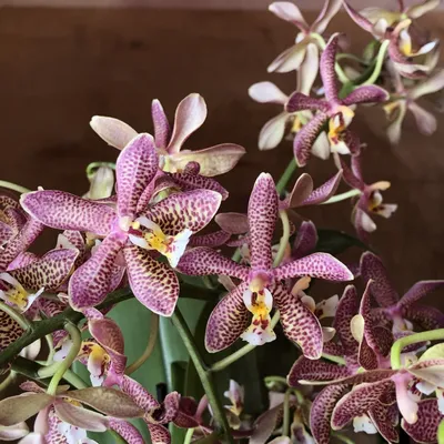 Орхидея, колибри,Алиса в стране …» — создано в Шедевруме