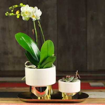 Композиция Golden Kolibri с белой орхидеей и суккулентом купить