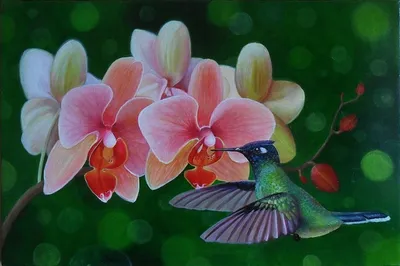 Колибри, Орхидея, Цветы, Orquidea, Красочные, Завод | Орхидея, Колибри,  Цветы