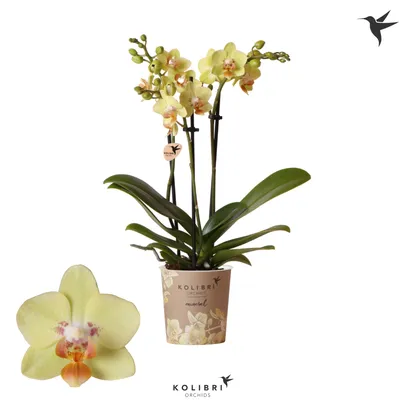 Орхидея фаленопсис мультифлора d12 см h45 см купить недорого в  интернет-магазине товаров для сада Бауцентр