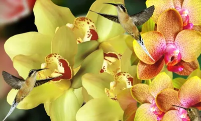 Phalaenopsis Multi. yellow Kolibri Malta | Phalaenopsis Multiflora |  Phalaenopsis Multiflora | Цветущие комнатные орхидеи | Цветущие комнатные  растения | Комнатные растения | All products | OZ Planten