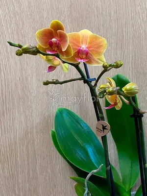 Репродукция картины \"Колибри и орхидеи\". Картина маслом на холсте \"Колибри  и орхидеи\"