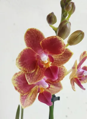 Орхидея Фаленопсис Колибри (Phalaenopsis Kolibri)