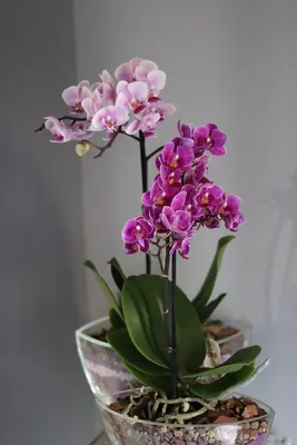 Салатовая орхидея фаленопсис в горшке купить в Москве - цена 1 490 руб c  бесплатной доставкой ✿ Интернет-магазин Bella Roza