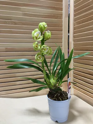 Орхидея фаленопсис 2 стрелки d12 см h55 см купить недорого в  интернет-магазине товаров для сада Бауцентр