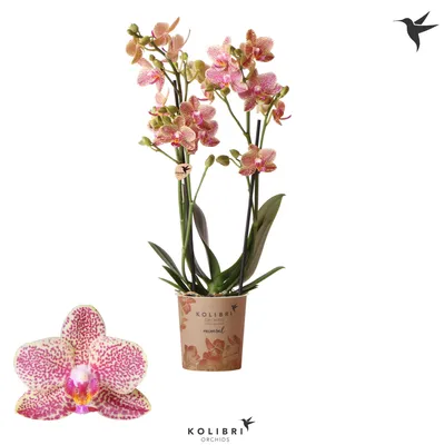 Phalaenopsis Multi. orange Kolibri Oman | Phalaenopsis Multiflora |  Phalaenopsis Multiflora | Цветущие комнатные орхидеи | Цветущие комнатные  растения | Комнатные растения | All products | OZ Planten