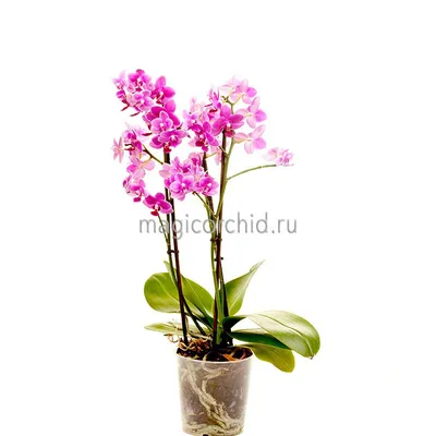 Орхидея в кашпо — купить с доставкой в Москве